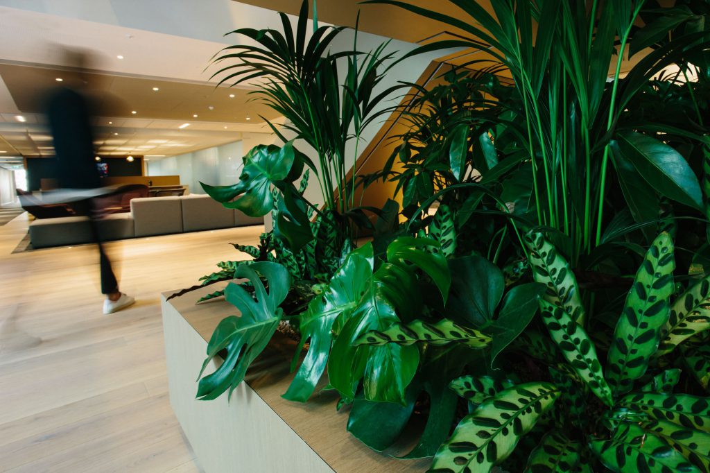 Gallery Plant Designs