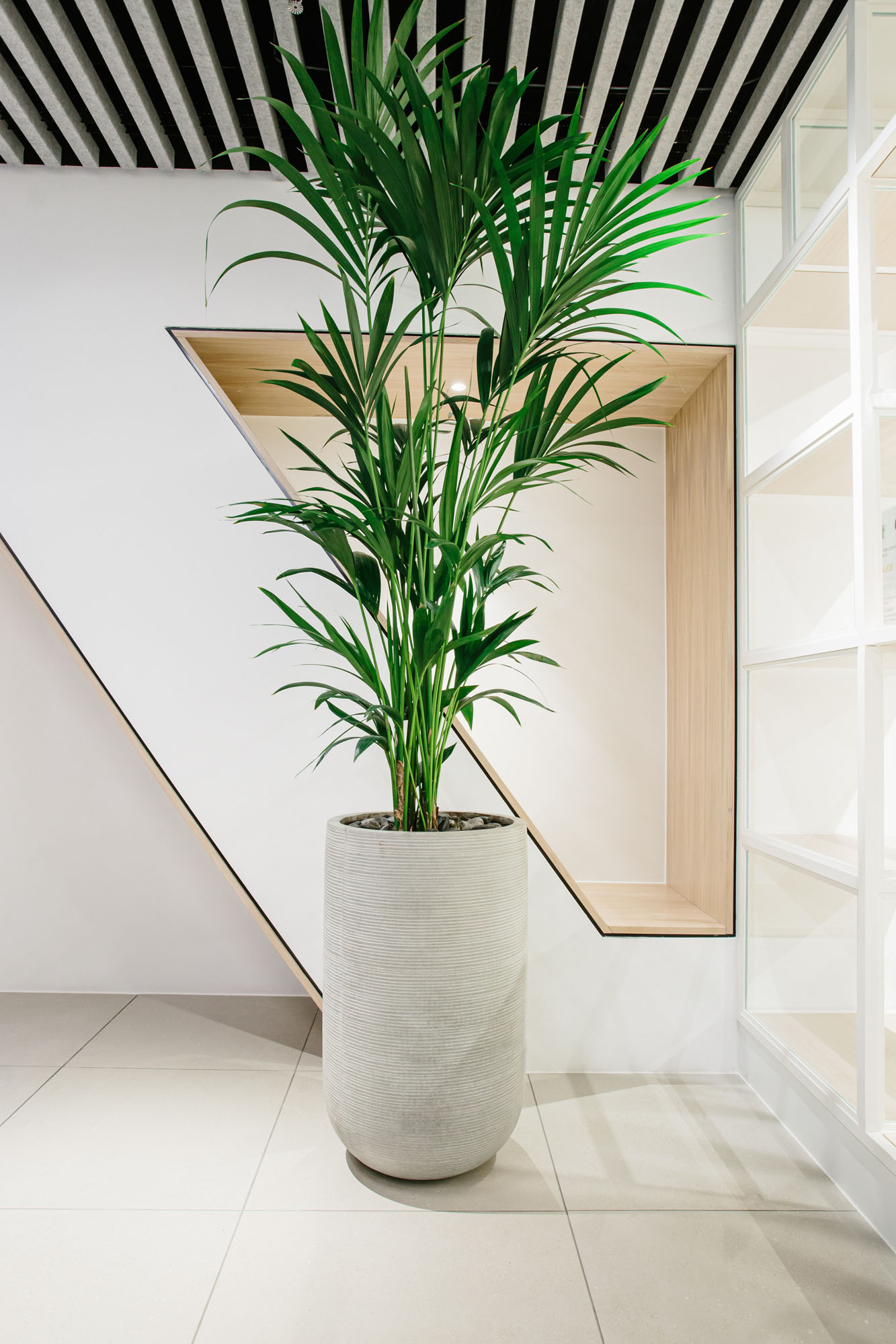 plant in pot in corner