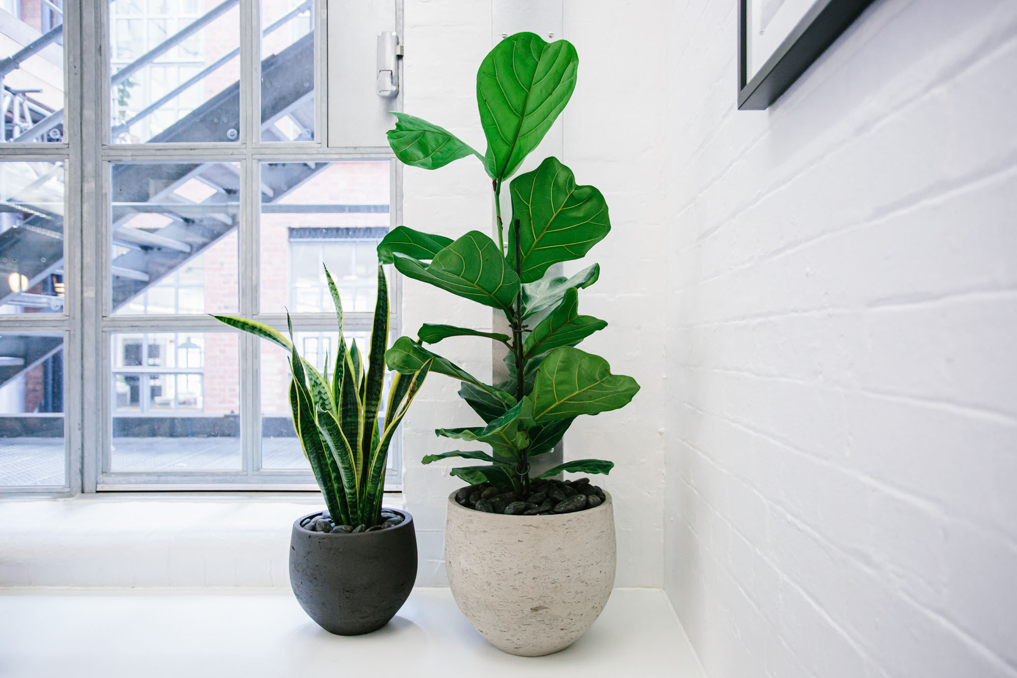 plants in office
