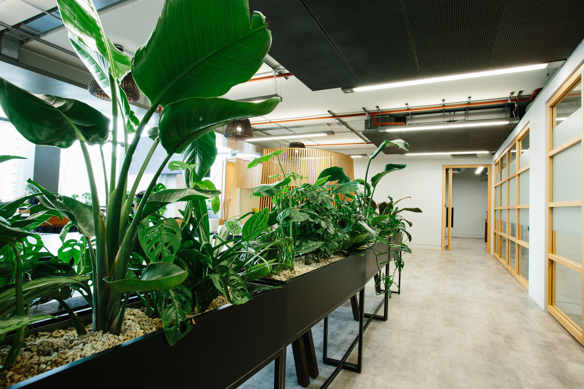 plants in office