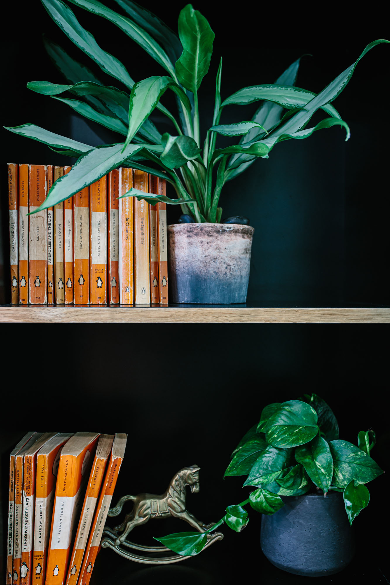 plants in pots on bookshelf