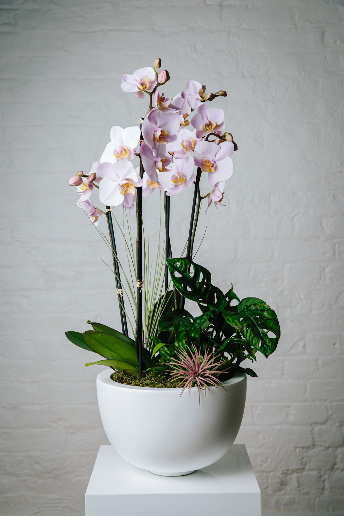 rainforest orchid in pot