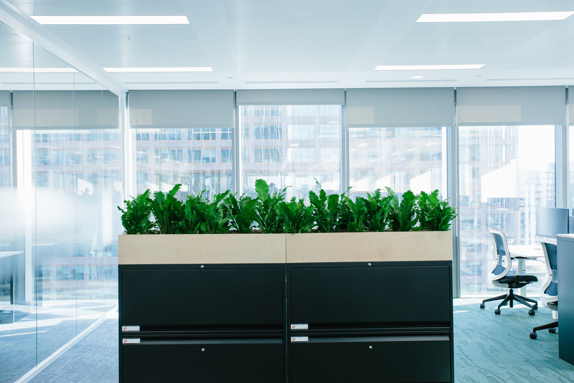 plants in joinery in office