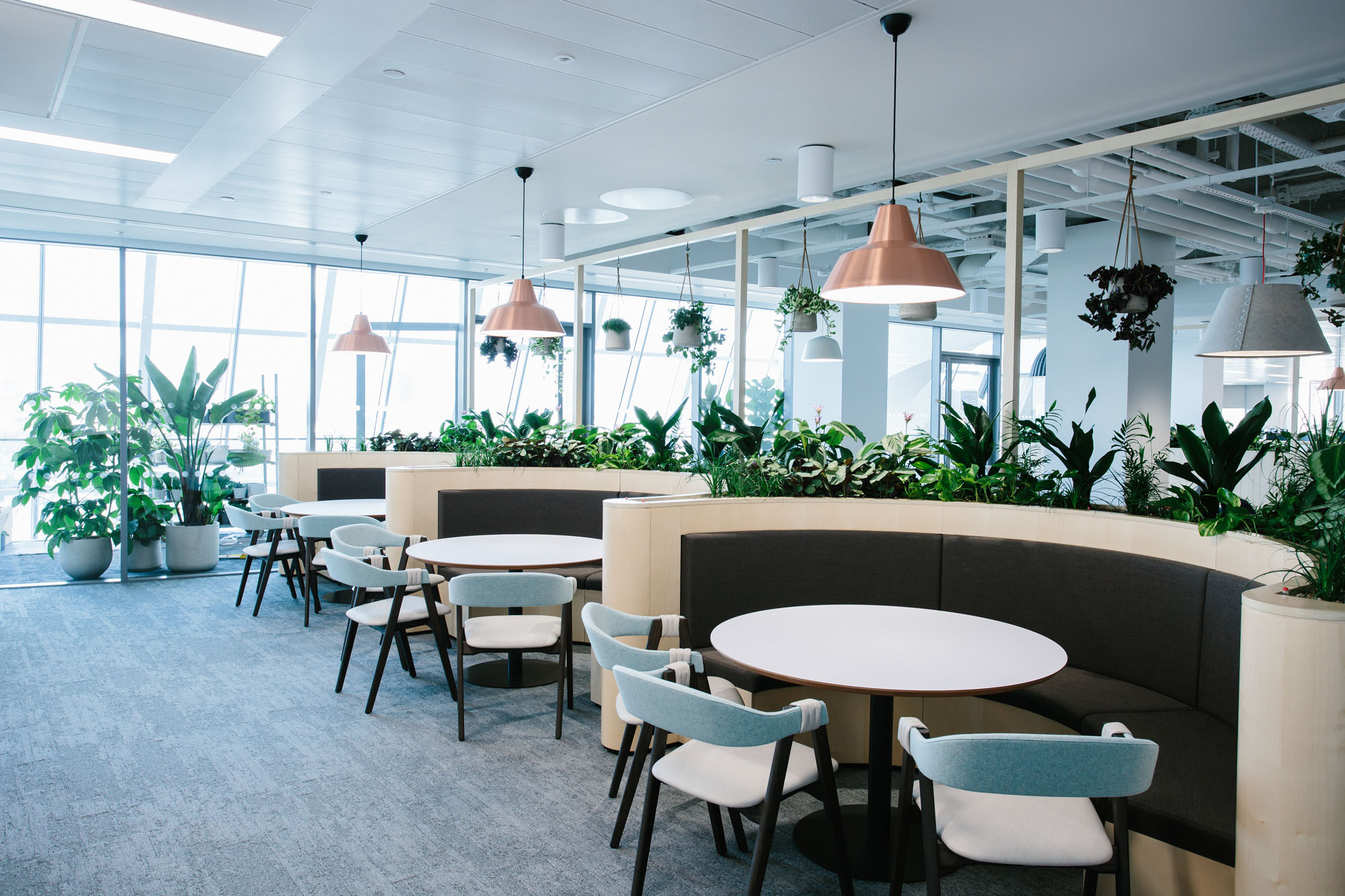 plants in joinery in office