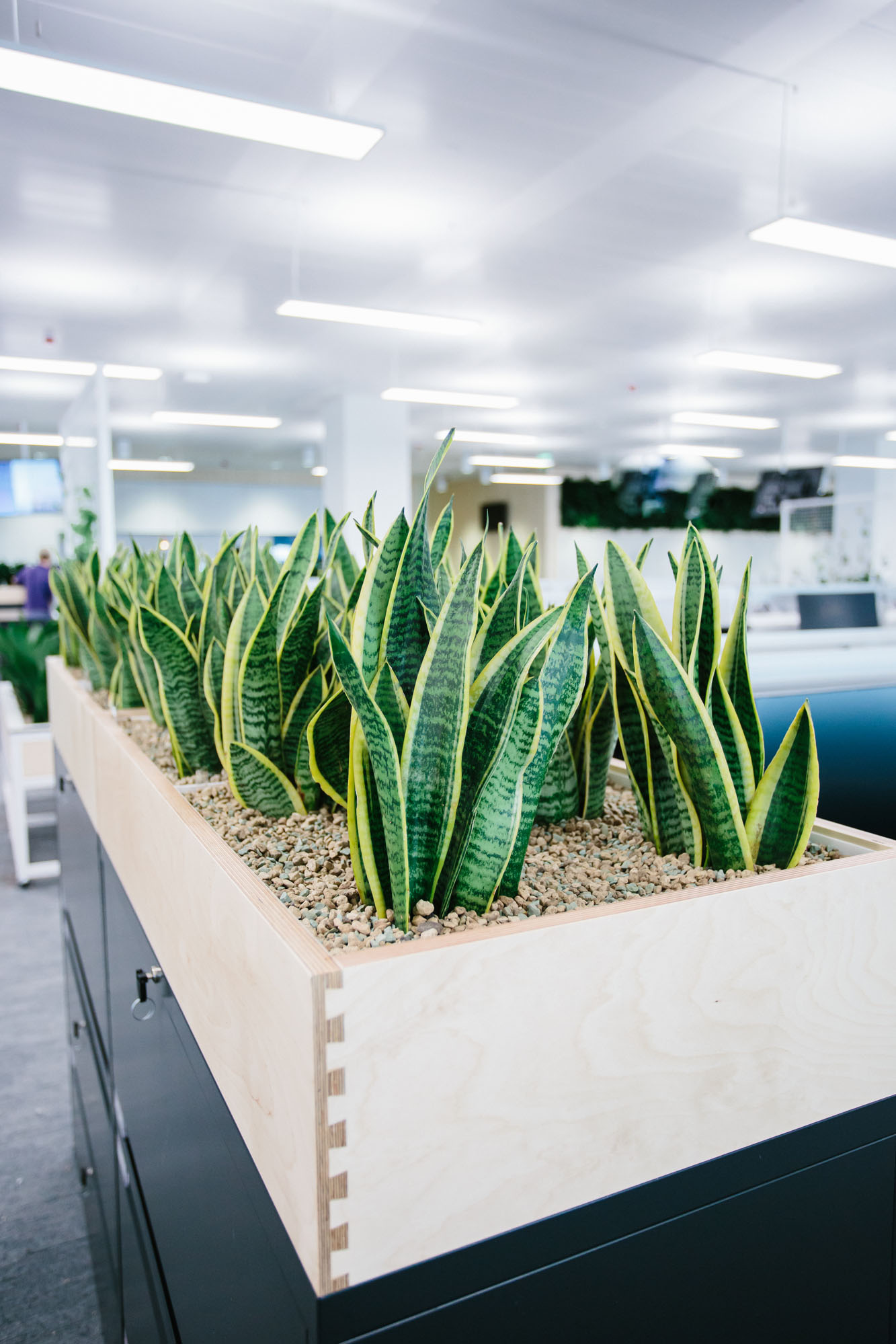 plants in cabinet joinery