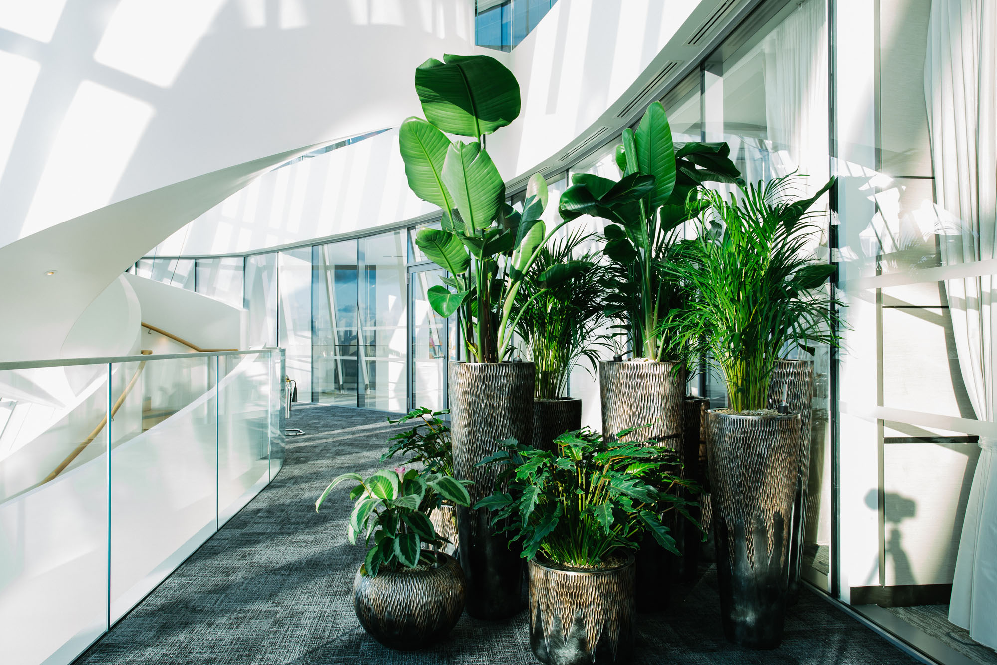 Supply and maintenance of interior office plants in London