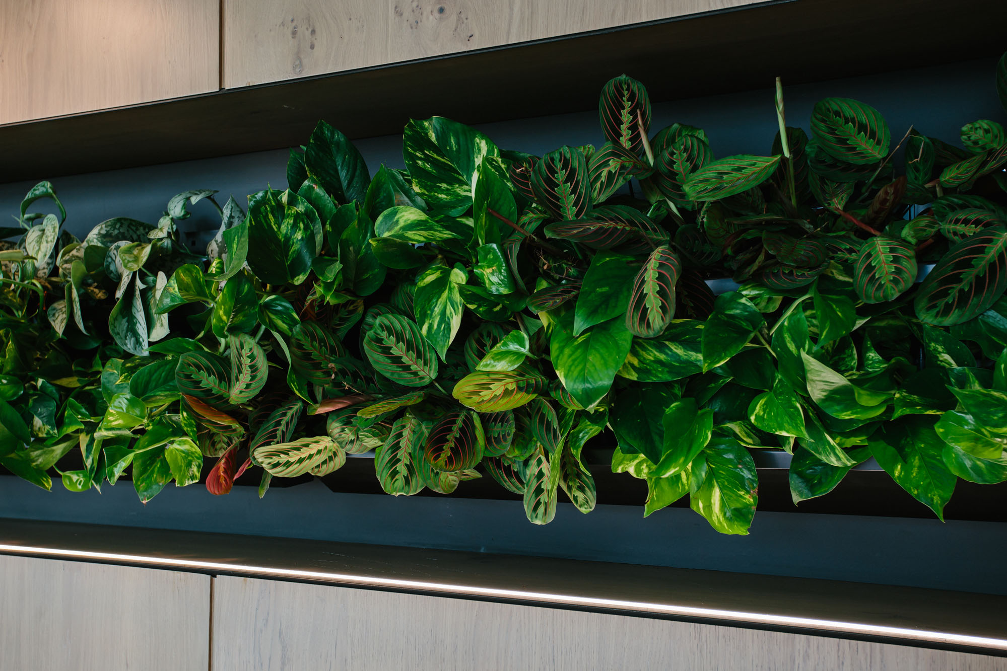 plants in wall shelving
