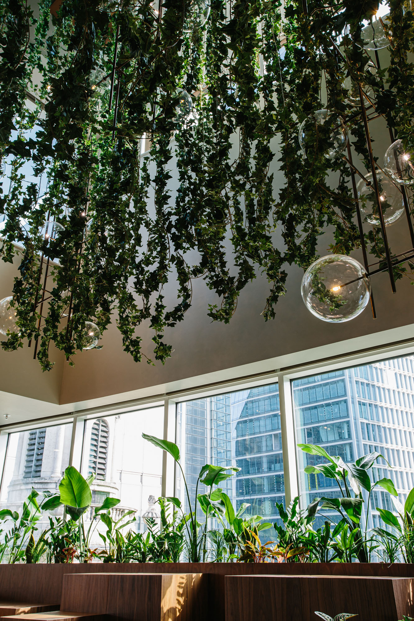 hanging plants in office