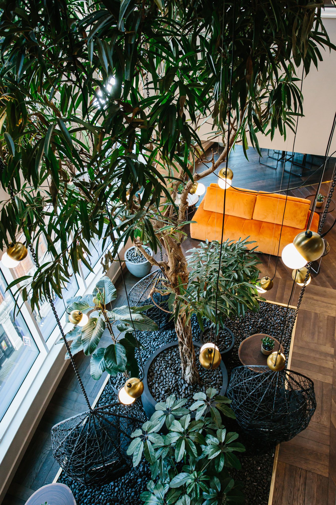 Large indoor tree in London Offices