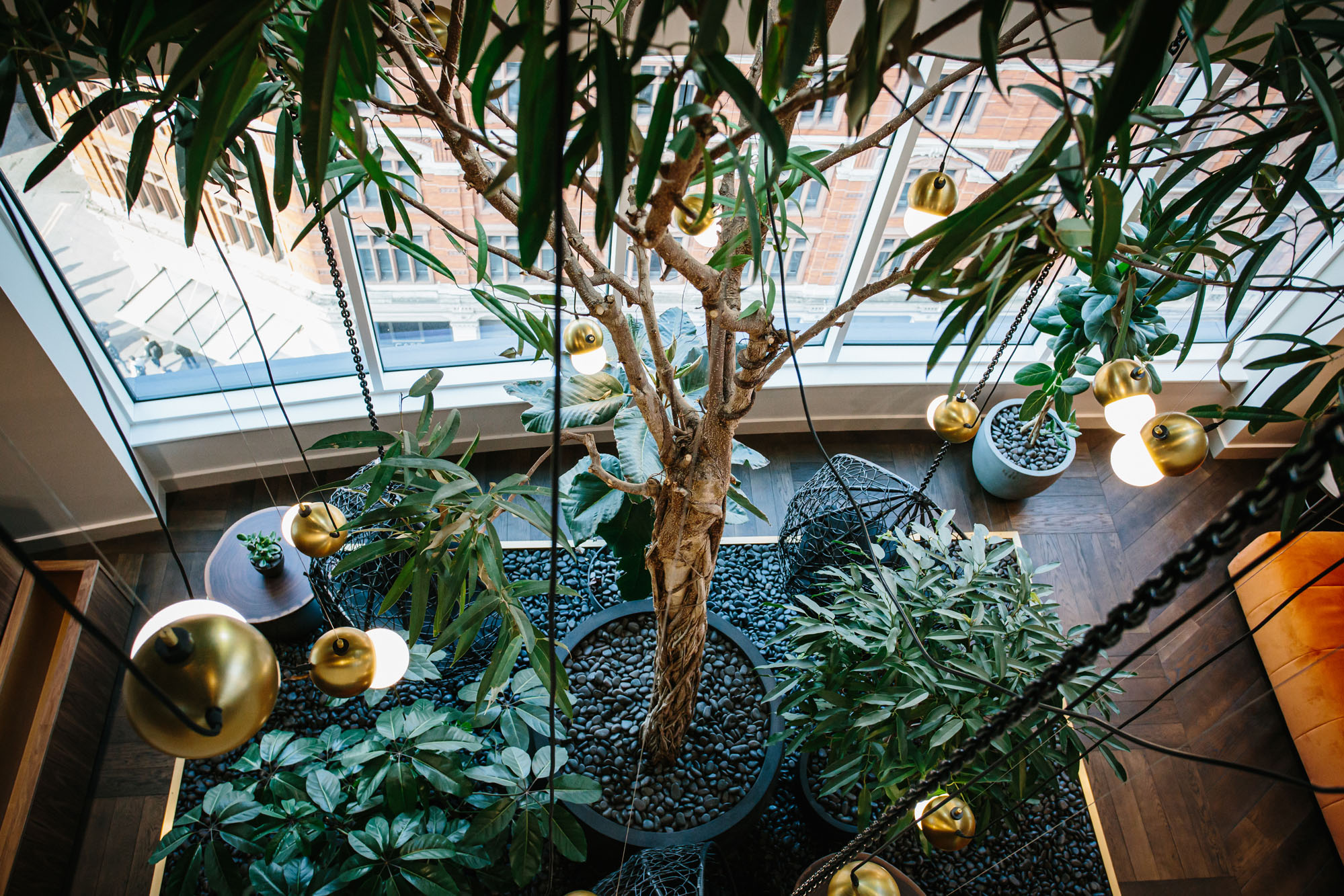 Large indoor tree in London Offices