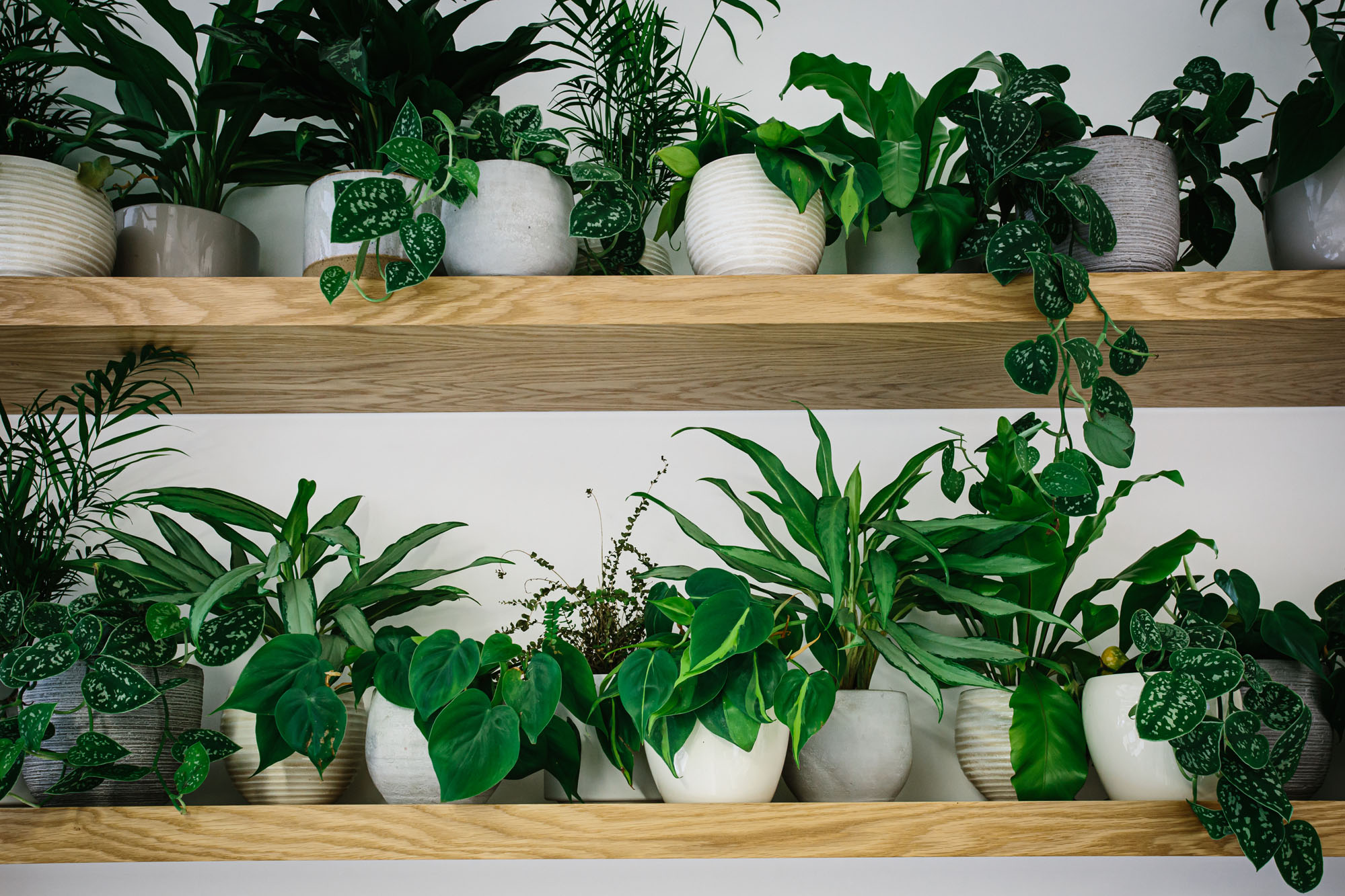 plants in pots on shelves