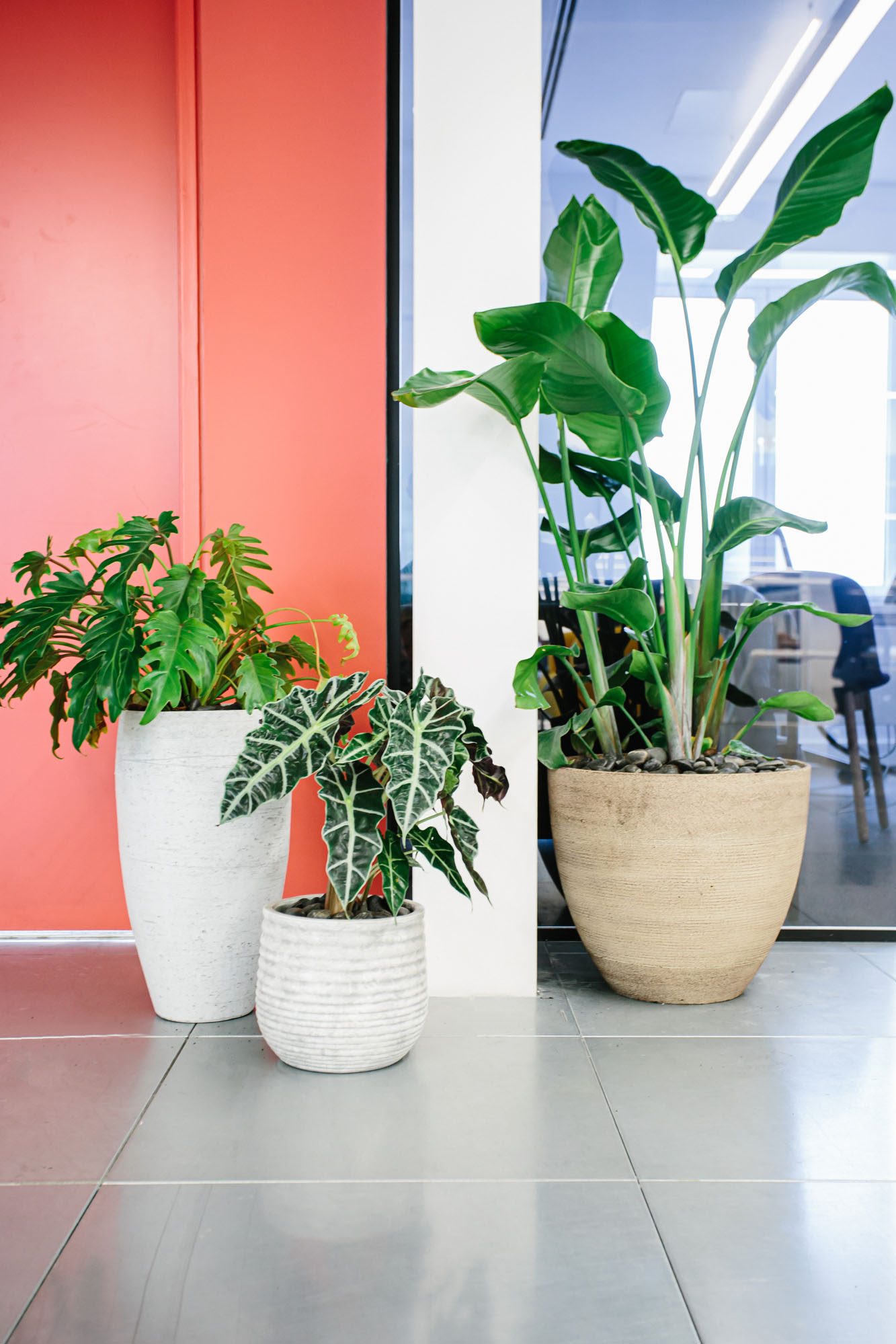 plants in pots in office