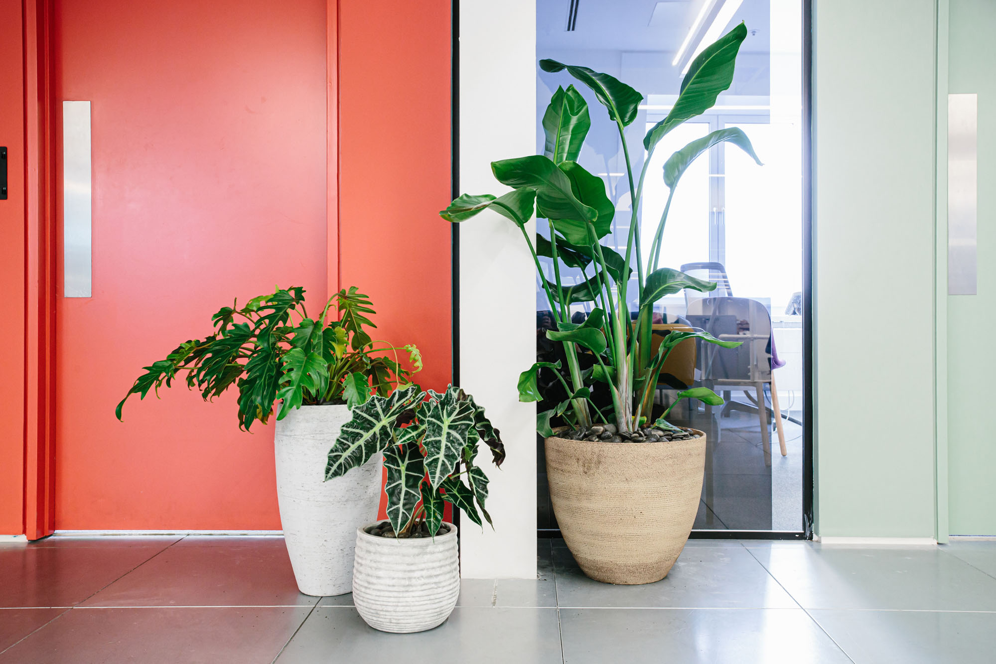 plants in pots in office