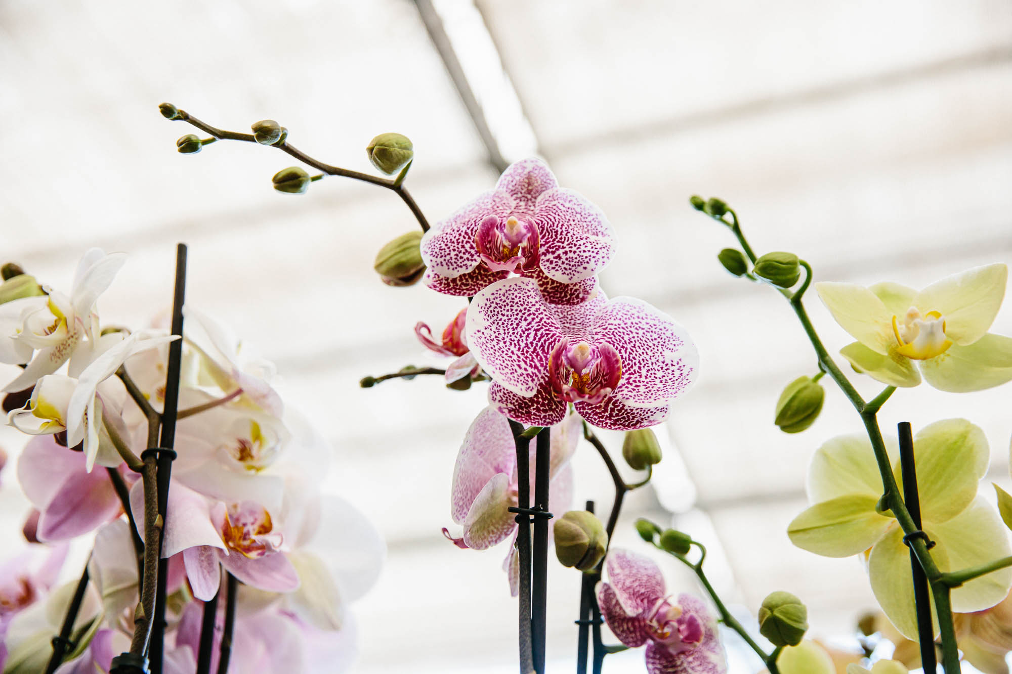 orchids in nursery