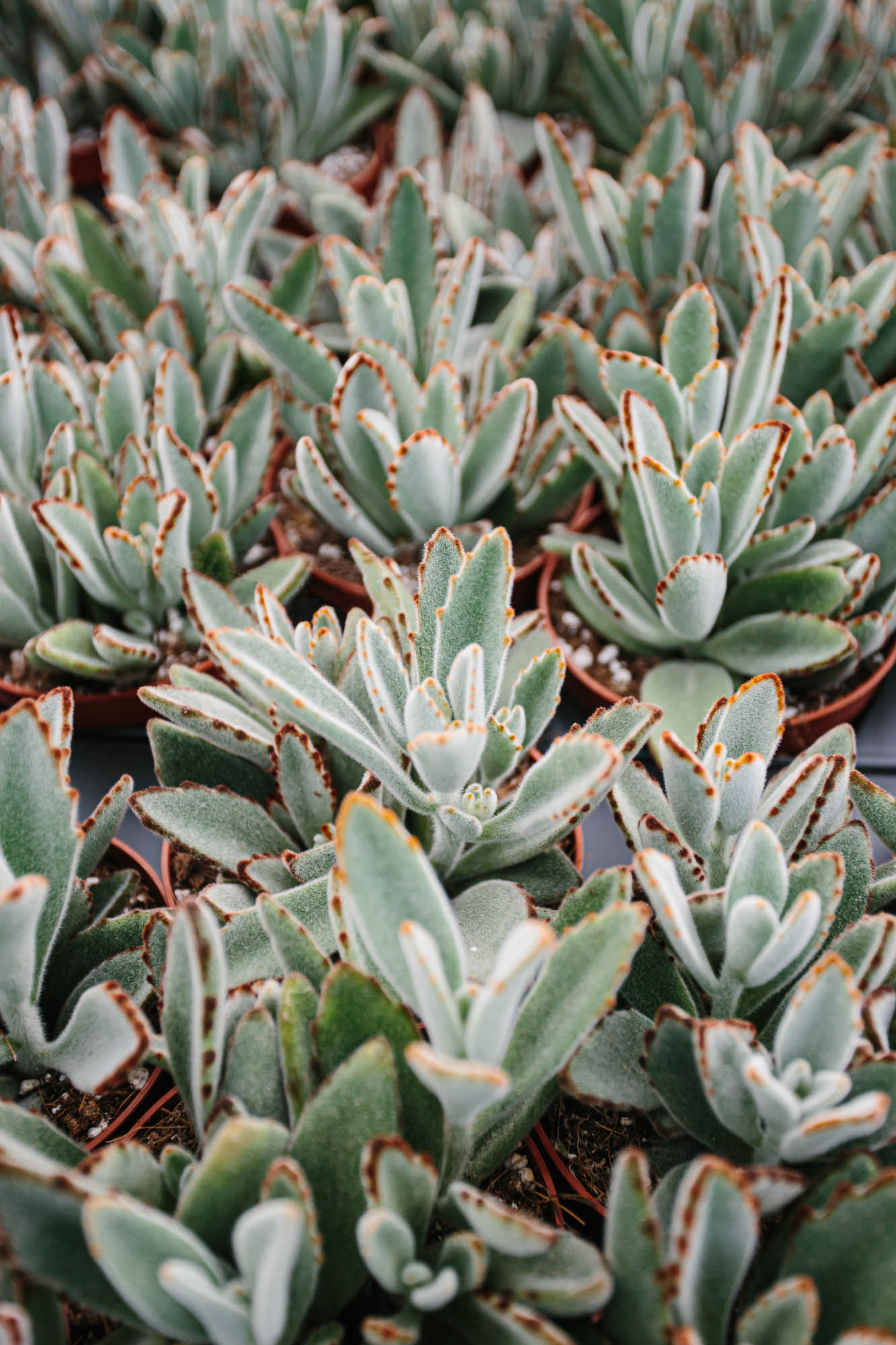 close up of succulents