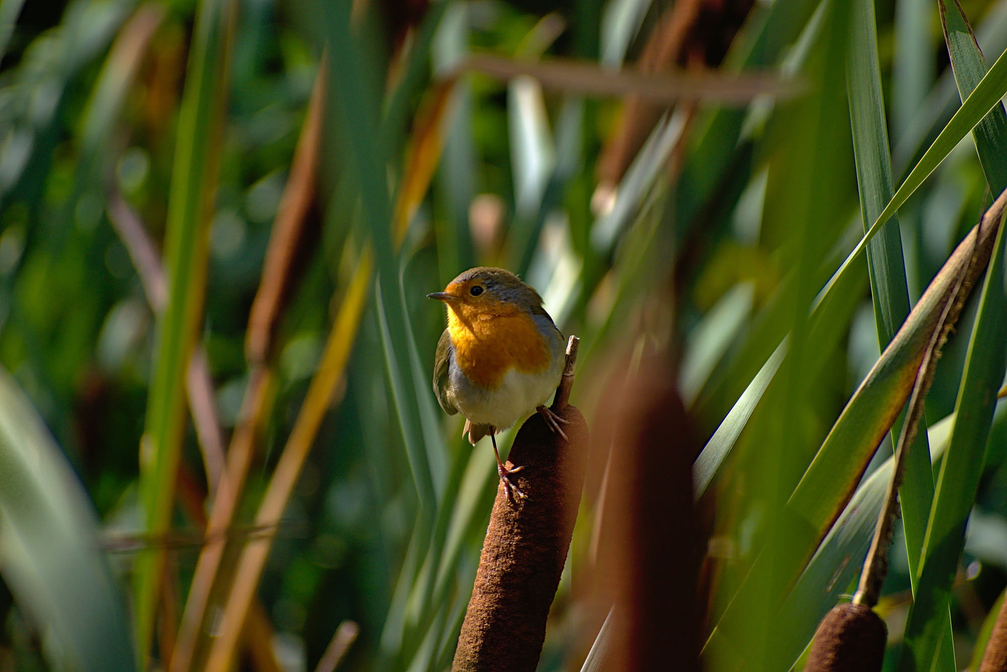 close up of robin in field