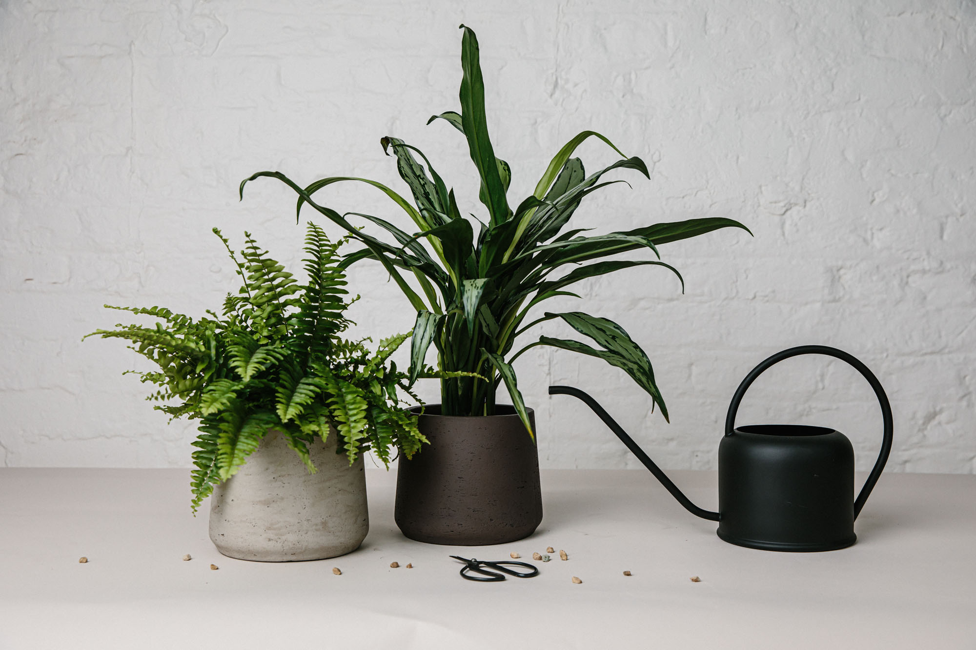 plants in pots next to scissors and watering can