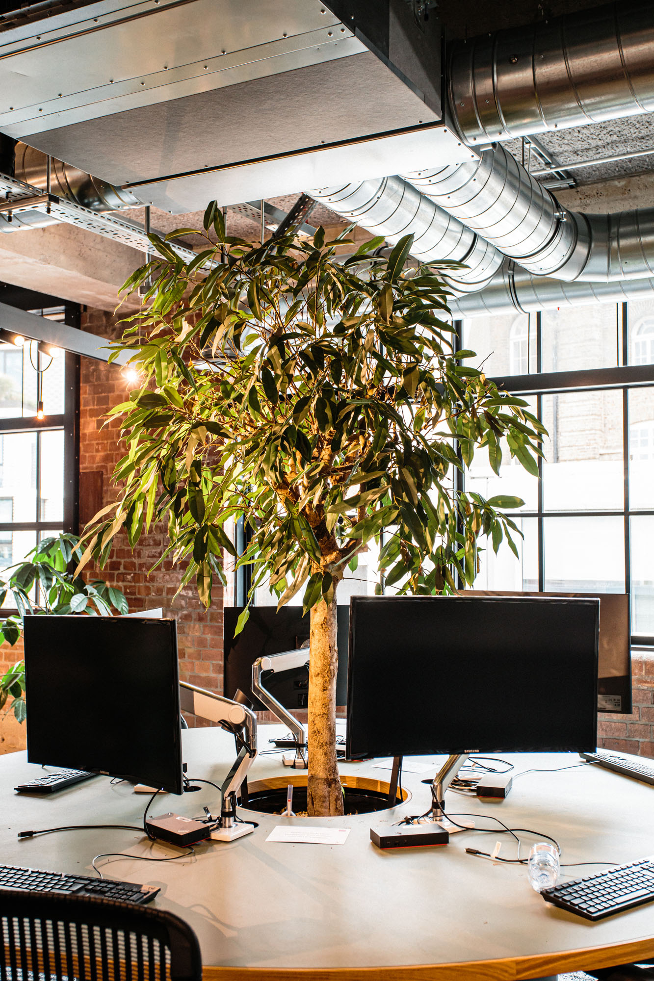 plant in middle of computer desk area