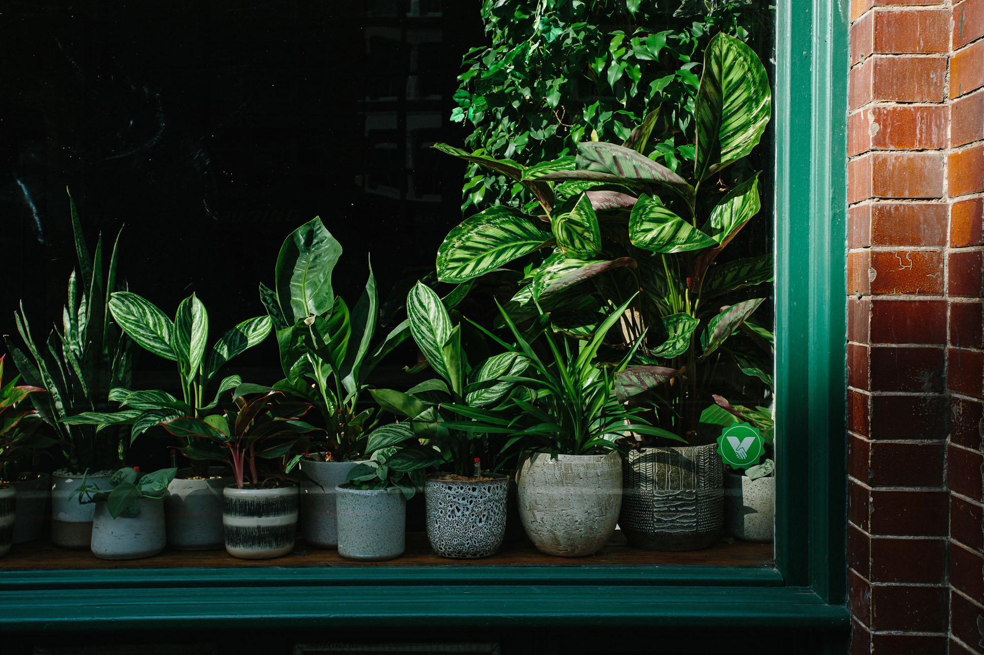 plants dosplay in shop window