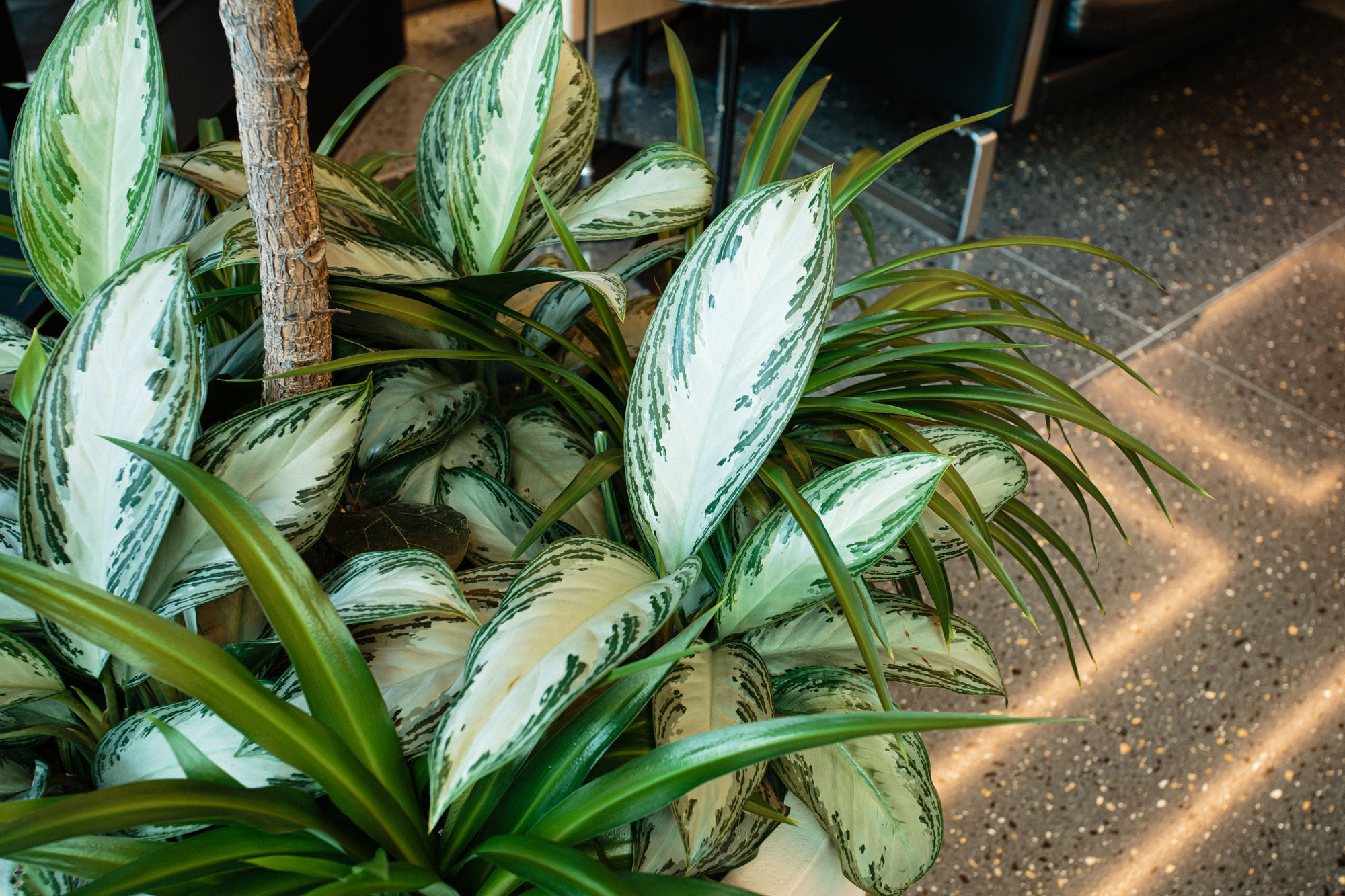 close up of plants on floor