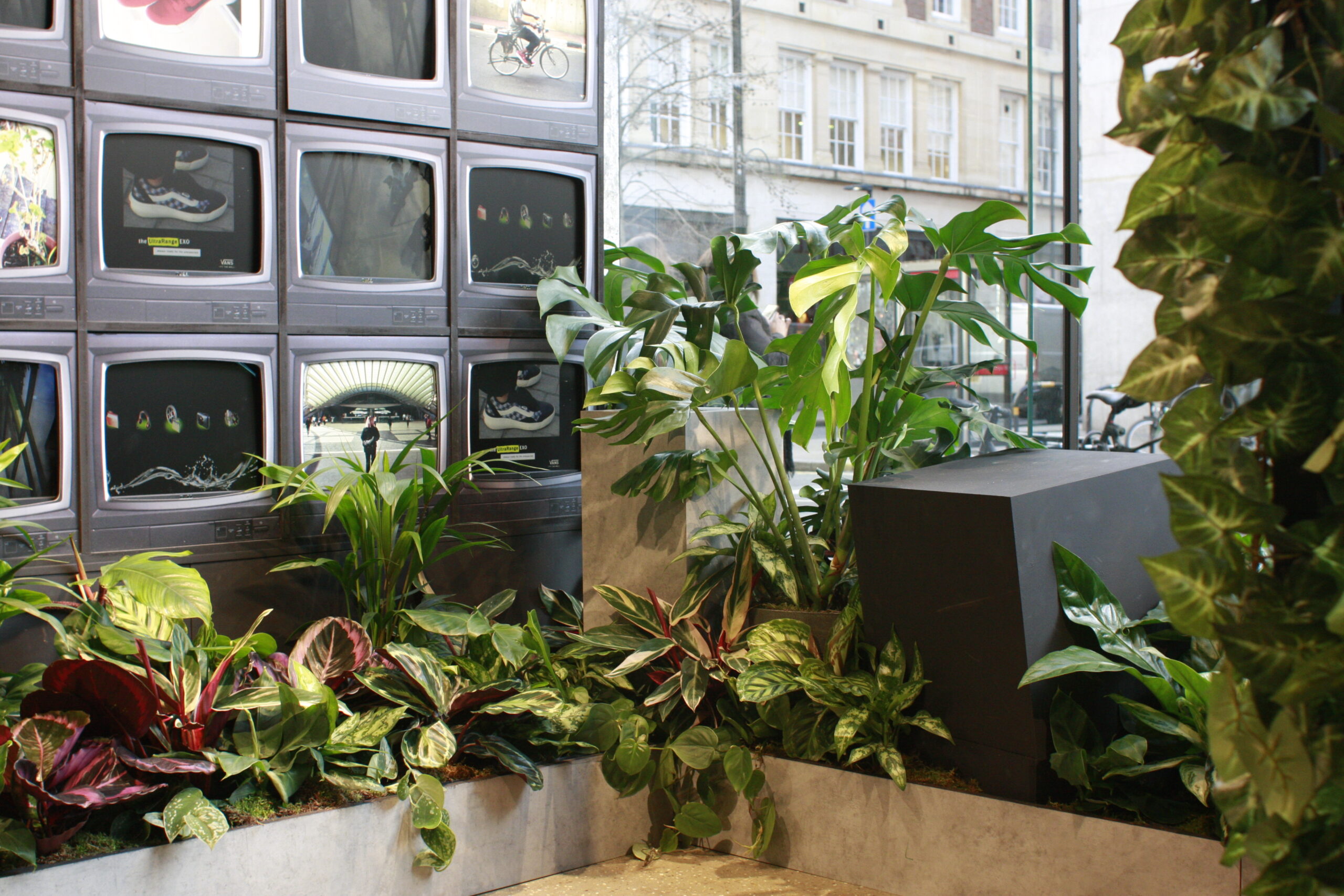 plant display in shoe shop