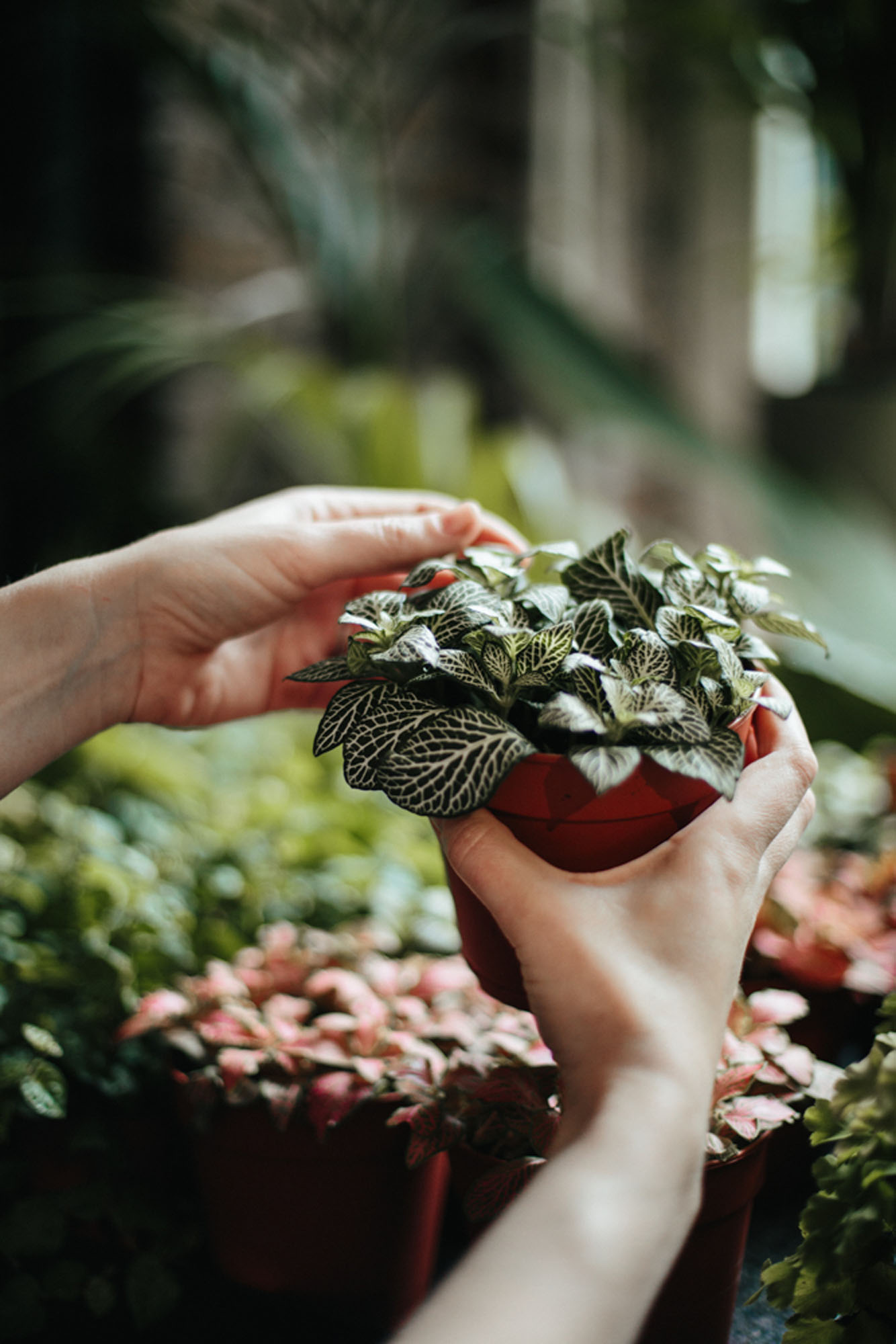 Hand holding plant in pot