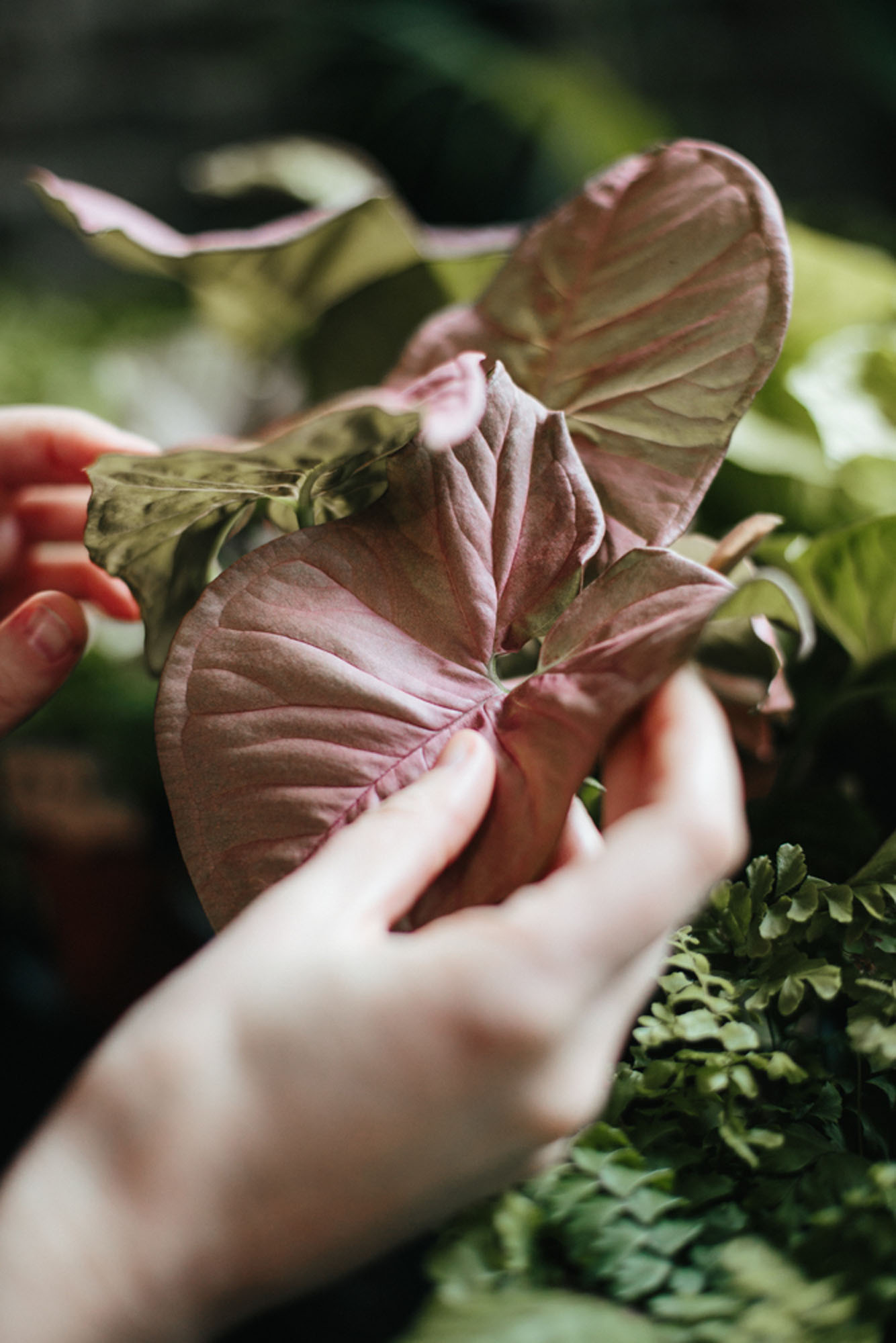 Hand holding plant in pot