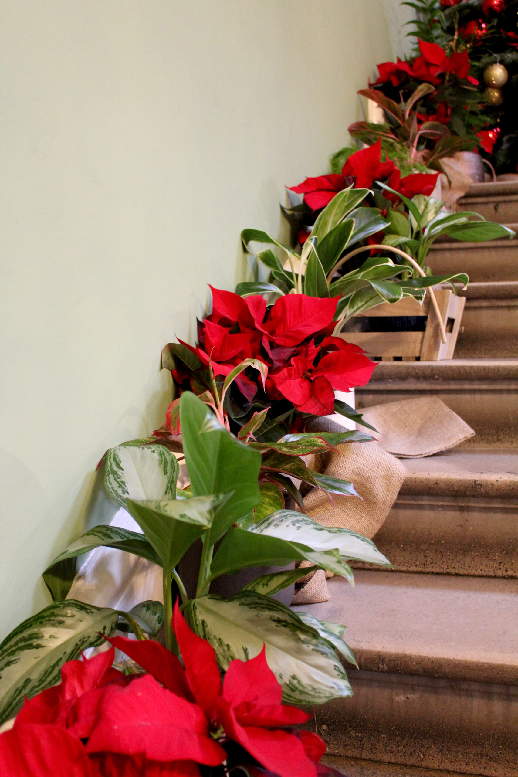 christmas plants decorations on stairs