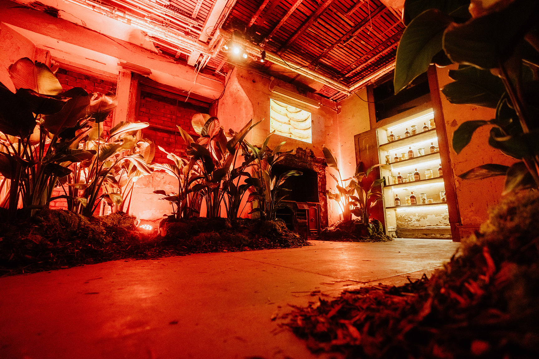 Brand launch with lush jungle planting