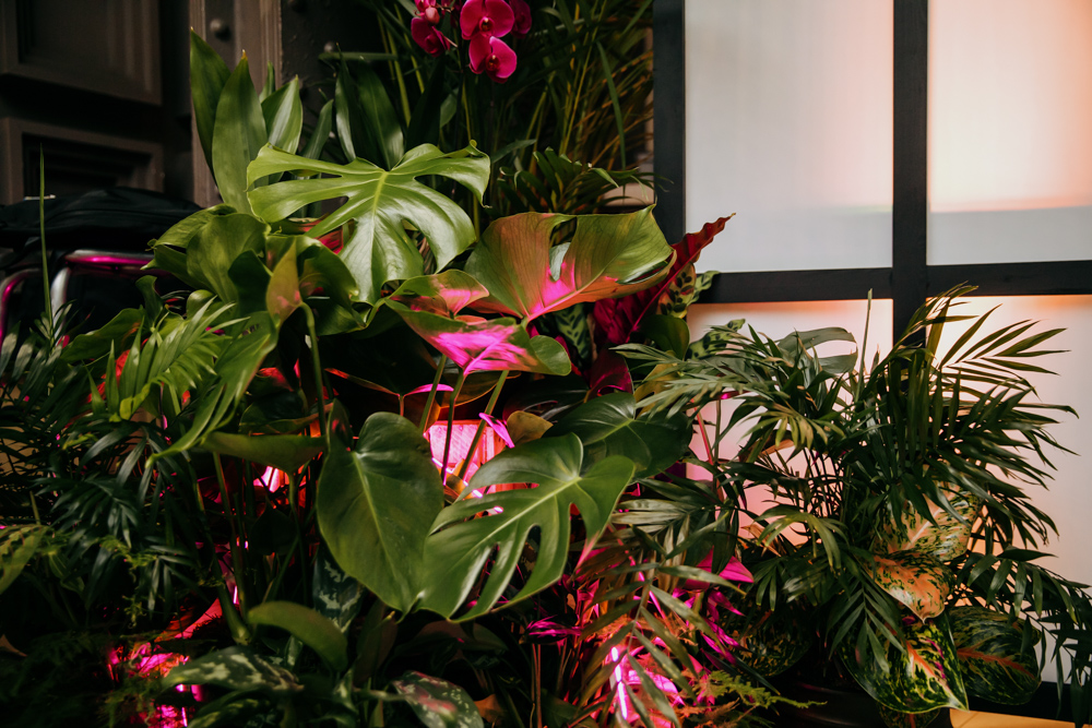 Event plants with pink neon lighting
