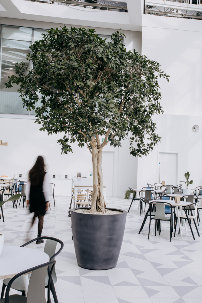 A large indoor tree with a person walking past