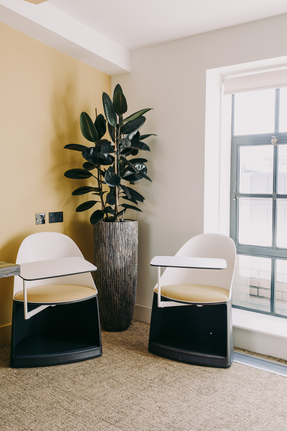 Two chairs in a corner with a large interior plant in between