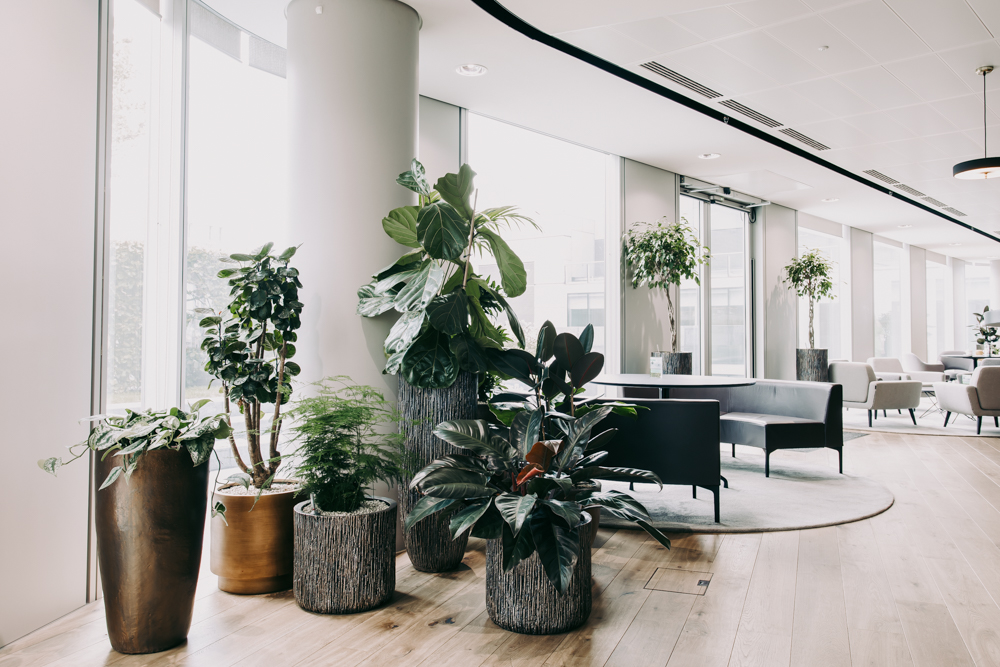 Group of plants in a light modern office with large windows