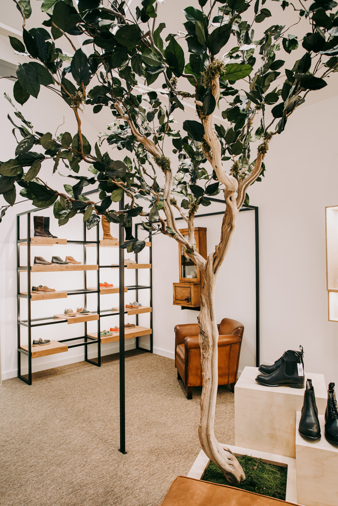 A preserved tree in front of a retail display of shoes and a chair