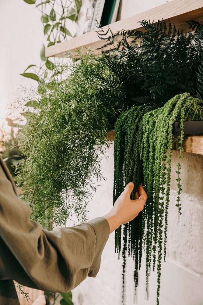 Hanging preserved plants on shelving with someone's hand touching the foliage