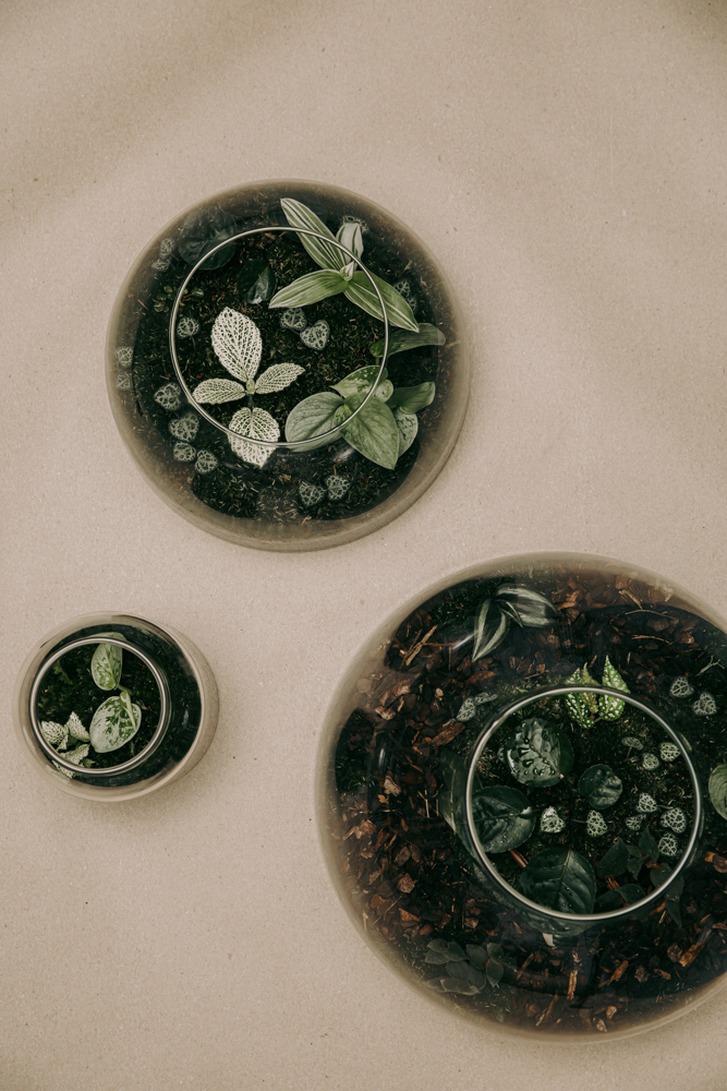 Terrariums in round glass domes from above